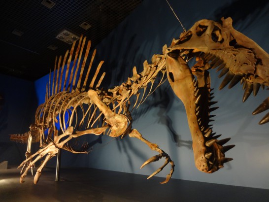 恐竜博・恐竜展　スピナサウルス