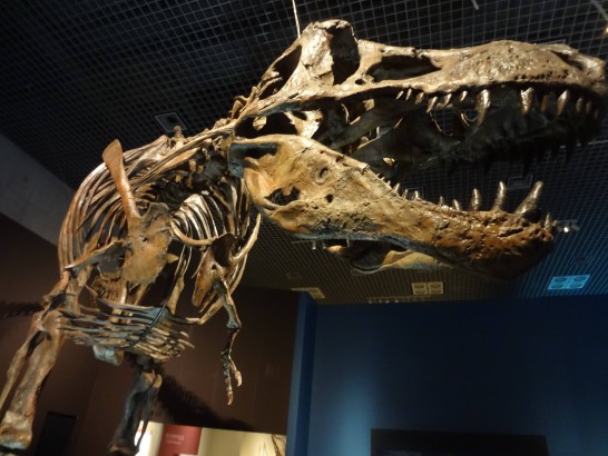 恐竜博・恐竜展　ティラノサウルス　巨大化石